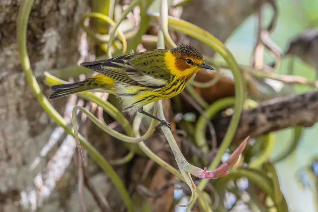 Birdwatchers-can-join-the-guided-birdwalk-tour-to-see-rare-bird-species