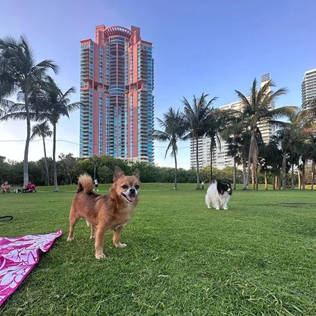 South-Pointe-Park-is-a-great-location-for-your-dog-to-socialize