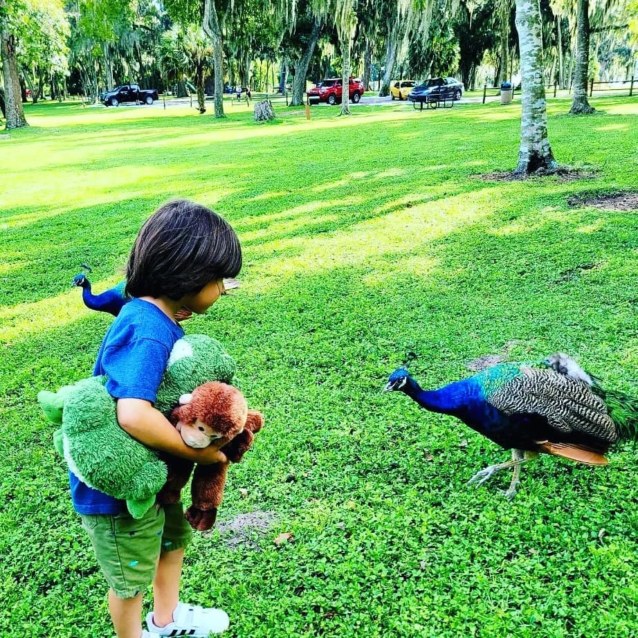 Young-explorer-and-a-feathered-encounter-at-Peacock-Park-Miami