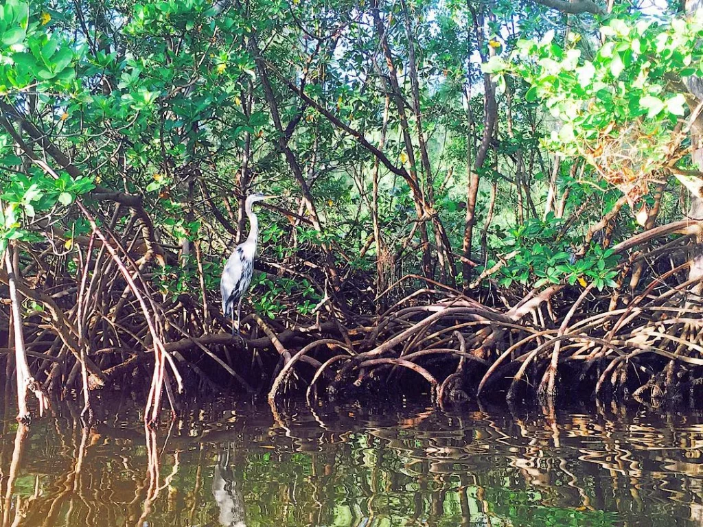 natural-habitat-for-different-widlife-such-as-heron