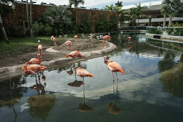 flamingos-at-crandon-park