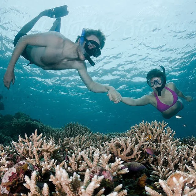 Swim-alongside-colorful-coral-reefs-encounter-tropical-fish-and-experience-the-beauty-of-Miamis-underwater-world