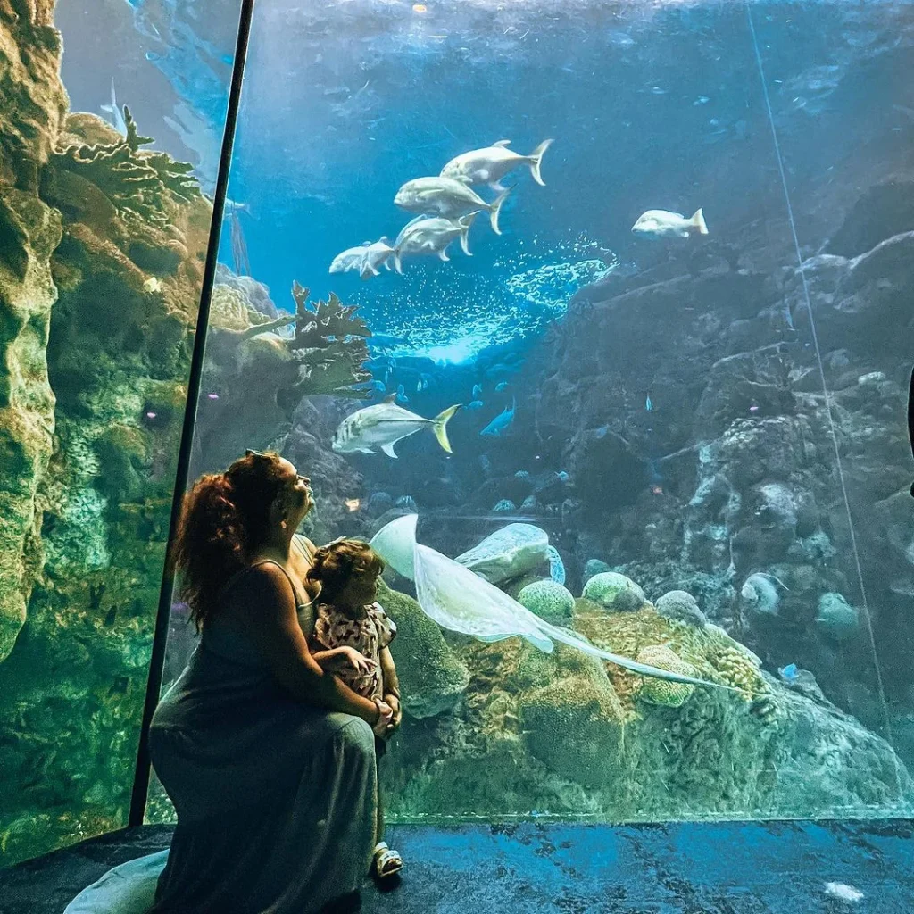 The-Tampa-aquarium-is-home-to-different-marine-life
