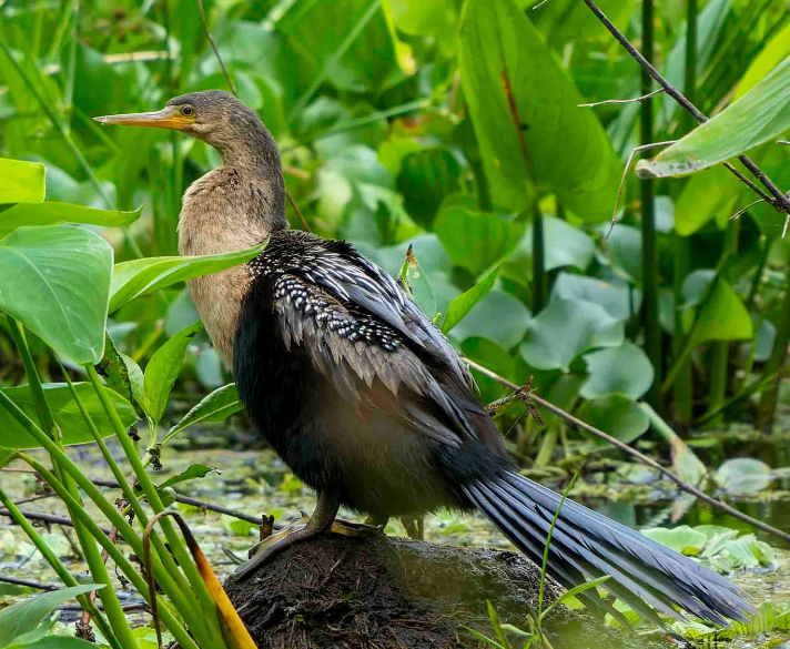 A Fledgling Anhinga shot taken at Audubon Corkscrew Swamp Sanctuary @scottharrisphotos Instagram