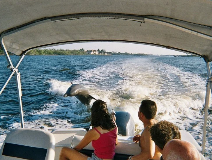 Boat tour with dolphins at Naples Water Tours @napleswatertours Instagram