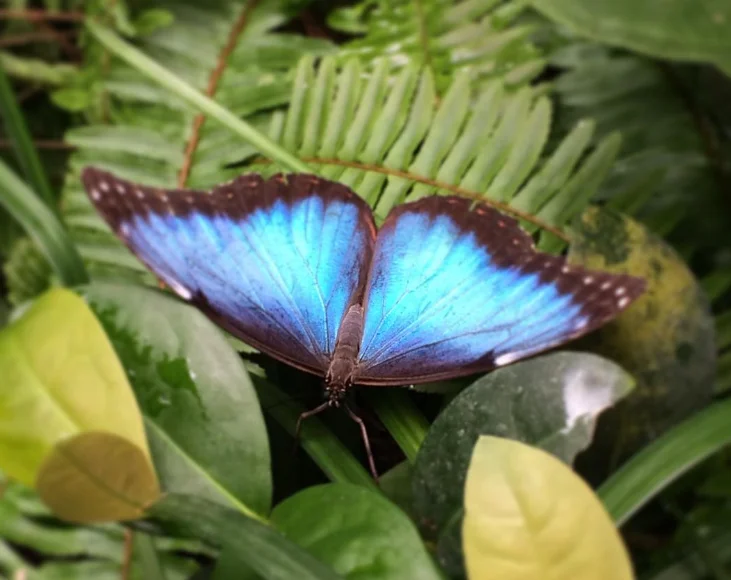 A beautiful butterfly sitting on leaves - @ficusknight Instagram